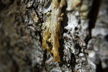 resin that flows from a tree and solidifies on a tree in Robackの写真素材