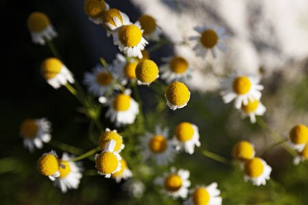 several chamomile flowers in a stack by the Umedalen with blurry backgroundの写真素材