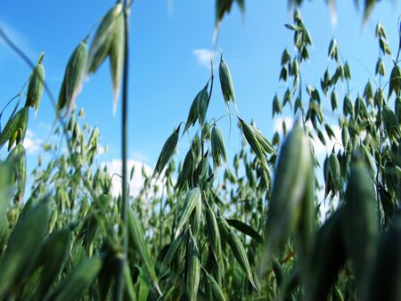 rye field from below with summer sky