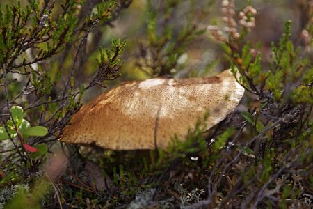 close-up of a fungus that is close to different types of forest shrubs