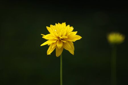 an isolated yellow flower with dark green bokeh in the backgroundの写真素材