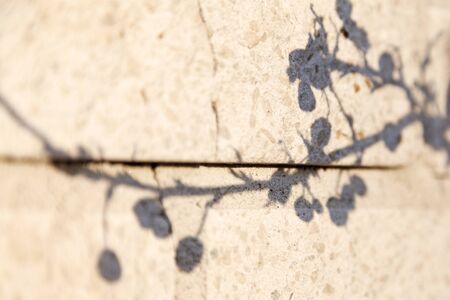 just the shadow of black berries on a concrete wall
