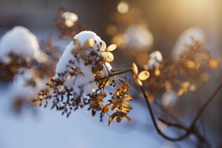 broken tree branch with leaves in backlight with snow, sunlight and bokeh backroundの写真素材