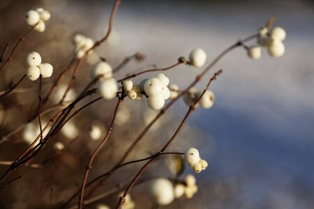 bush that has white berries in early winter near my new job at Umedalenの写真素材