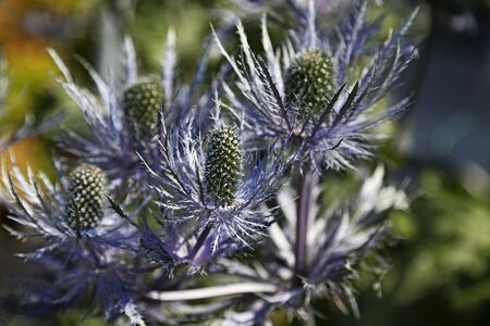 three prickly purple flowers in close-up on Robackの写真素材