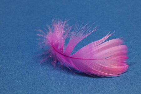 a pink chicken feather for Easter against blue backgroundの写真素材