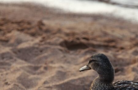 mallard female looking out to seaの写真素材