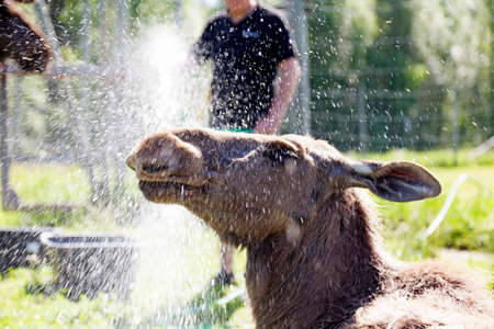Bjurholm, Norrland Sweden - June 22, 2020: an elk female gets showered in the summer heatのeditorial素材