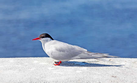 bird with black head, white-gray body and red beak