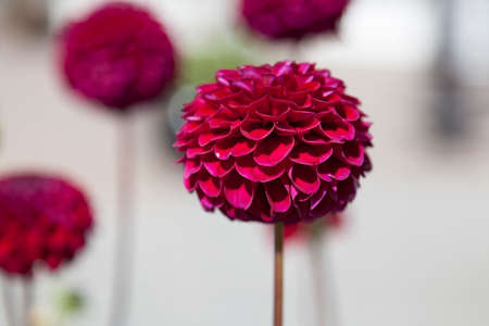 a fantastic red and pink flower on the square in Lyckseleの写真素材