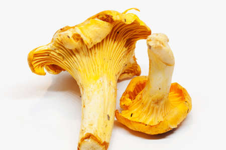 two yellow chanterelles on white background