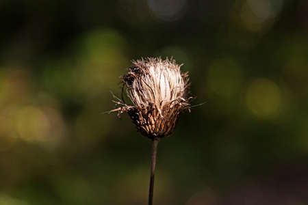 a flower that has withered and lost its colors