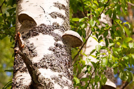 a birch with large fungal infestations called polypore