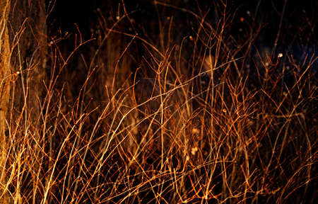 illuminated tree branches in the Halloween darknessの写真素材