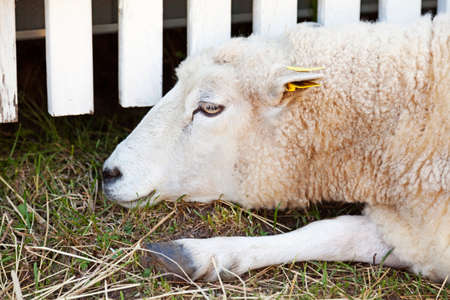 a lamb lying and resting in the summer heatの写真素材