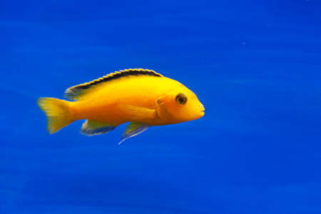 yellow aquarium fish against blue backgroundの写真素材