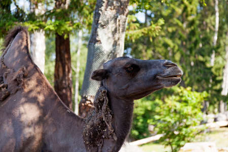 a camel that is dark in colorの写真素材