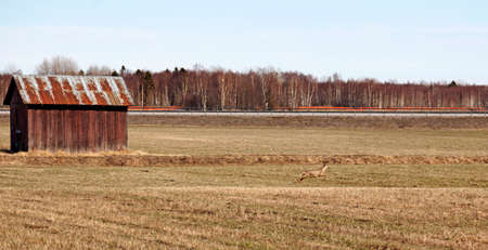 deer running across the fields in early springの写真素材