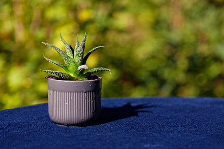 a small pot with an aloe vera plantの写真素材