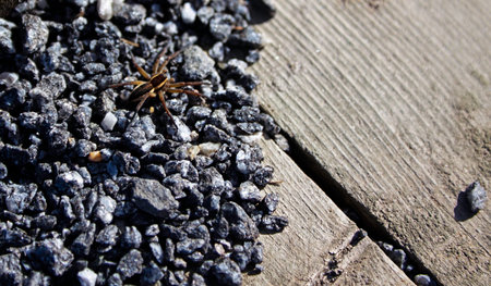 large spider resting on gravel in spring sunの写真素材