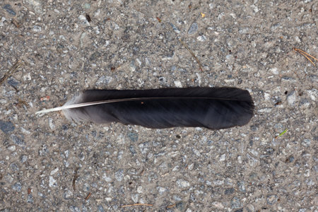 feather dropped by bird lying on the groundの写真素材