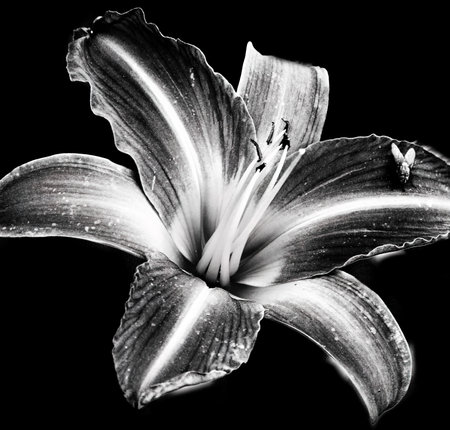 fly landed on flower in black and whiteの写真素材