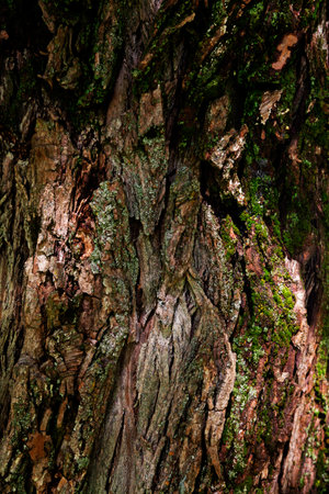 wood texture on an old tree trunkの写真素材