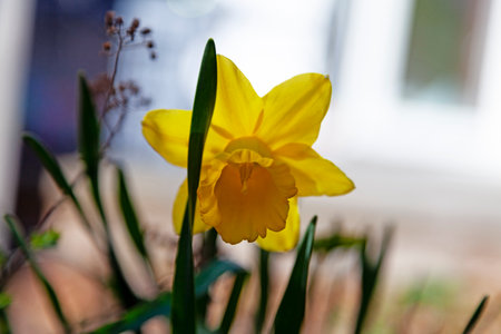 A close-up photograph of a bright yellow daffodil in full bloom, showcasing its trumpet-shaped corona and delicate petals against a softly blurred background with hints of green foliage.の写真素材