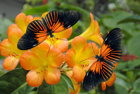 Tropical Rhododendron simbu sunset flowers with 2 Doris Longwing Butterflies