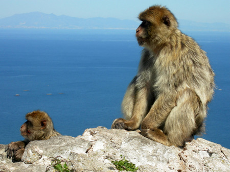 Barbary Macaques on Gibraltar rock