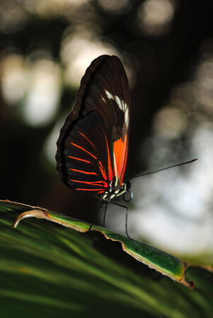 Doris Longwing Butterfly Latin name Heliconius Doris