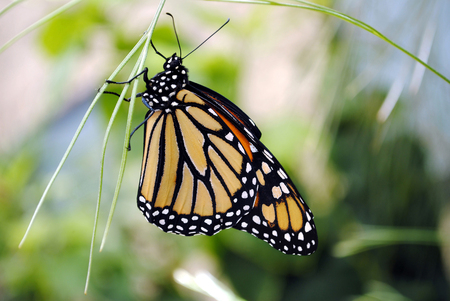 Monarch butterfly Latin name Danaus plexippus