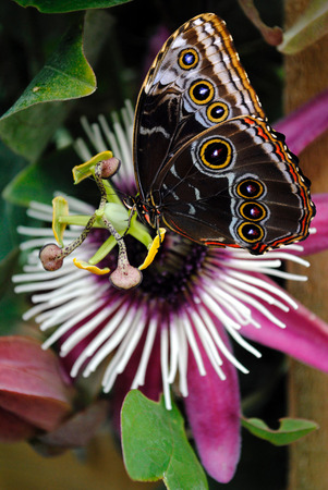 Passiflora VIOLACEA and a Blue morpho butterflyの写真素材
