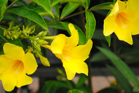 Allamanda cathartic GOLDEN BUTTERFLYの写真素材