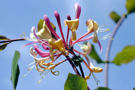 A close up view of a Honeysuckle flowerの写真素材