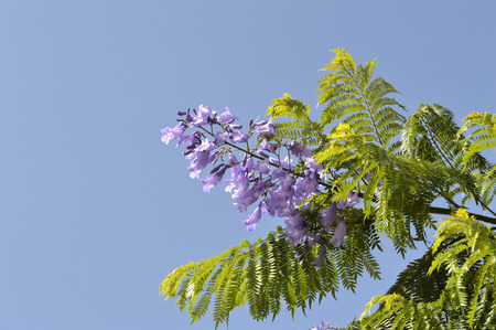 Jacaranda cuspidifolia flowering in Portugalの写真素材