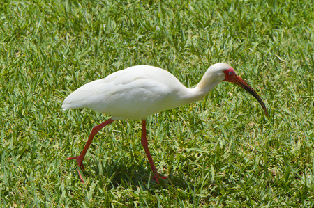 White Ibis Latin name Eudocimus albusの写真素材