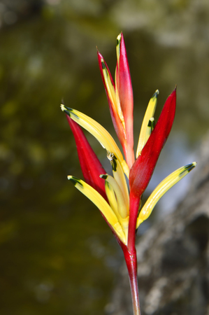 Heliconia psittacorum flowerの写真素材