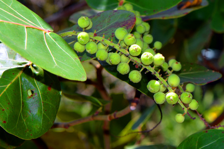 peperomia obtusifolia fruit growing on the plantの写真素材