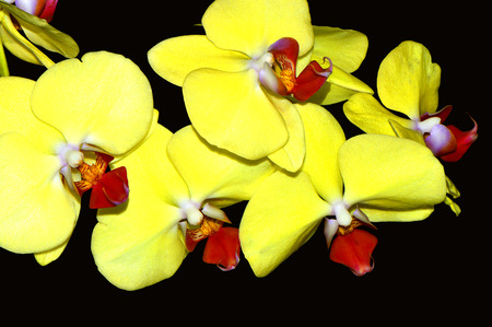 phalaenopsis fullers sunset flowerの写真素材