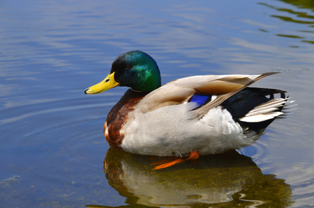 A male Mallard duck Latin name Anas platyrhynchosの写真素材