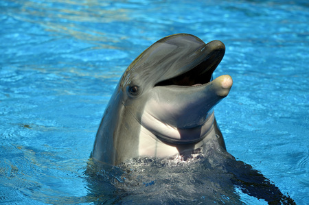 Bottlenose dolphin head Latin name Tursiops truncatus
