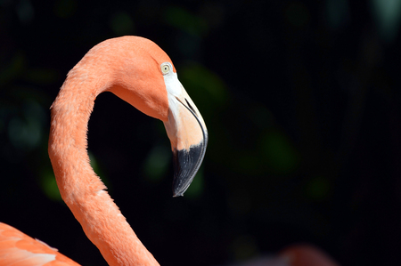 Caribbean flamingo Latin name Phoenicopterus ruberの写真素材