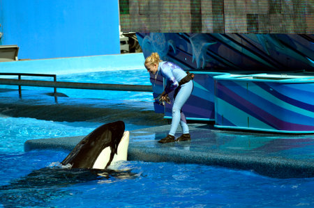 Seaworld, Orlando, Florida, USA - October 26, 2016 : A trainer feeding a Killer Whaleのeditorial素材