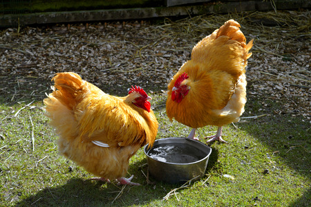 Free range chickens Latin name Gallus gallus domesticusの写真素材