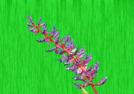 aechmea dichlamydea var trinitensisの写真素材