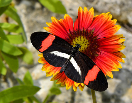 Crimson-patched Longwing Butterfly on a Blanket flower gillardia pulchella