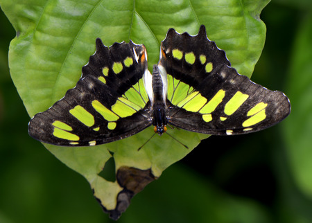 Malachite butterfly Latin name Siproeta stelenesの写真素材