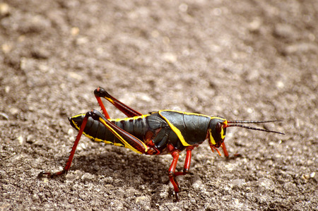 Eastern lubber Grasshopper Latin name Romalea microptera in the nymph stageの写真素材