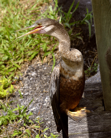 Snakebird Latin name Anhinga anhinga drying feathers after diving